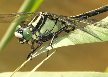 Gemeine Keiljungfer (Gomphus vulgatissimus) - © Brigitte  Komposch
